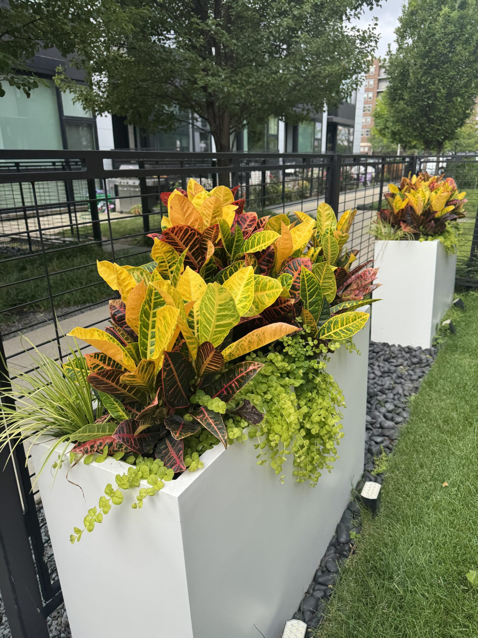 Colorful plants in modern white rectangular planters outdoors.