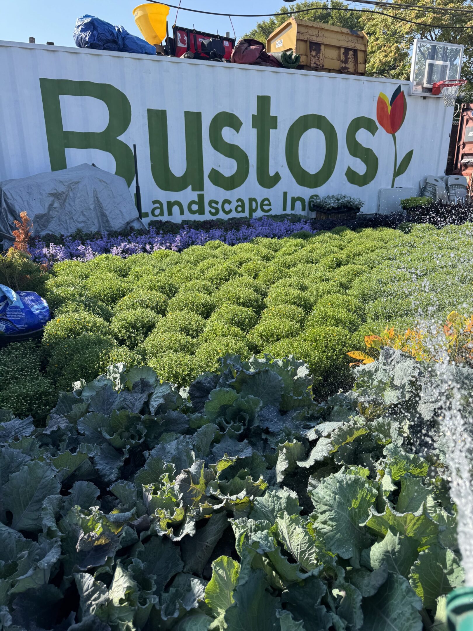 Nursery plants in front of a Bustos Landscape Inc. sign.